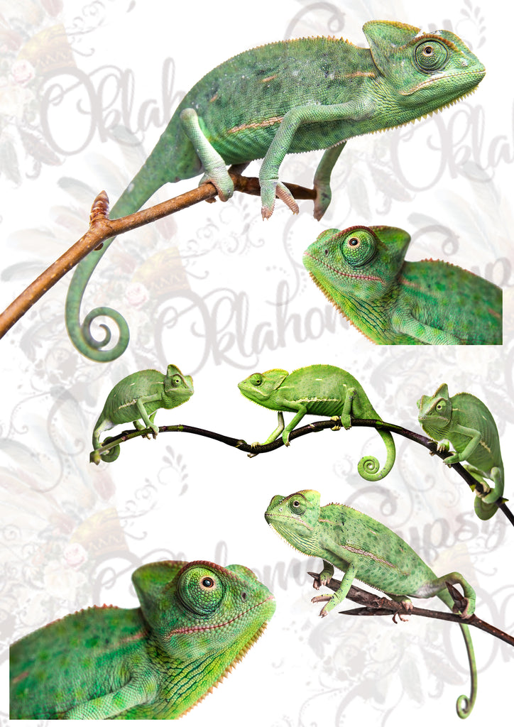 Chameleon Sheet Digital File